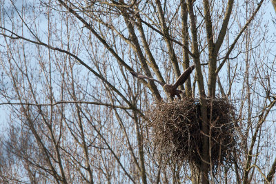 2013-03-14 zeearend nest 2.jpg
