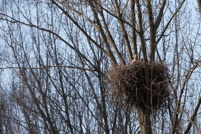 2013-03-14 zeearend nest.jpg