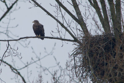 2013-03-20 zeearend nest.jpg