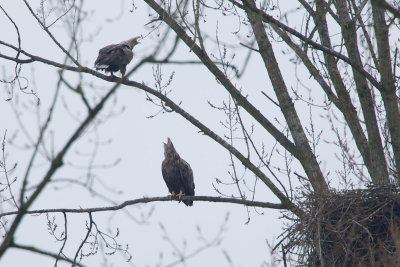 2013-03-20 zeearend nest 3.jpg