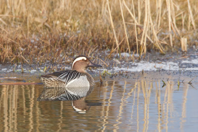 2013-03-30 zomertaling roggebotveld 6.jpg