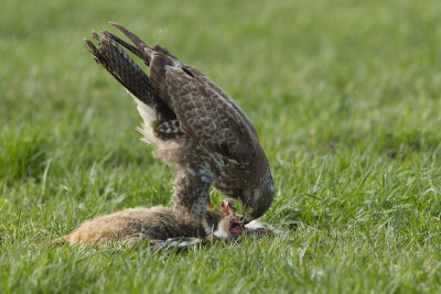 2013-04-23 buizerd mastenbroek.jpg