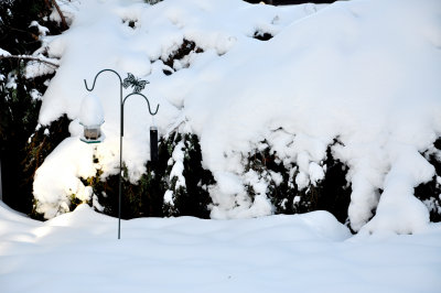 Snow fall 2013 - My yard !