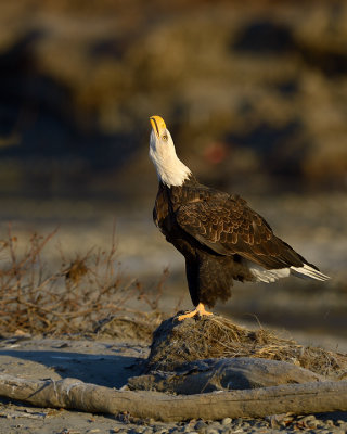 Crowing the Loudest