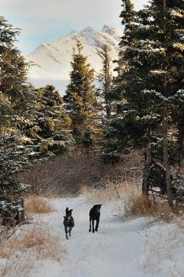 White Spruce Trail