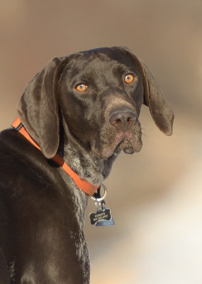 Looking Serious