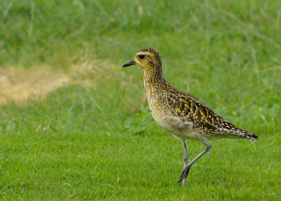 Golden Plover