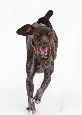 Bounder