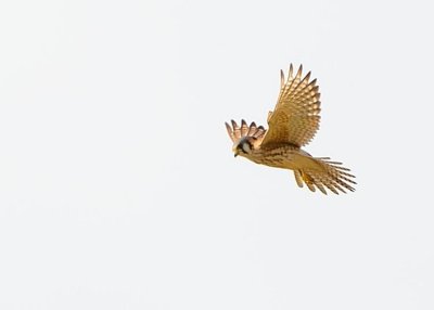 American Kestrel