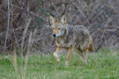 El Coyote