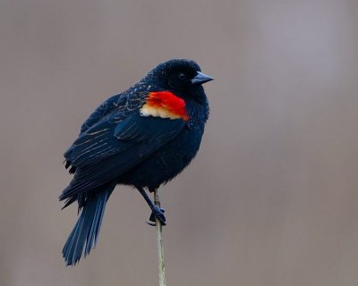 Red Headed Blackbird (juvenile)
