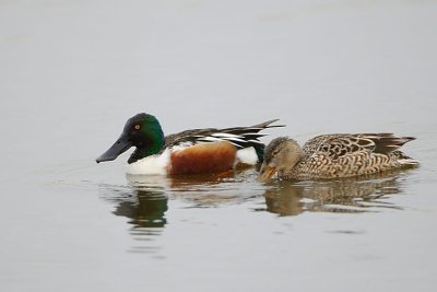 Northern Shoveler