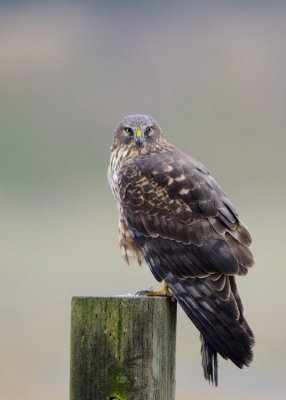 Northern Harrier