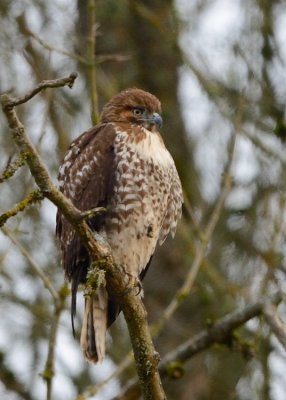 Red Tailed Hawk (juvenile)