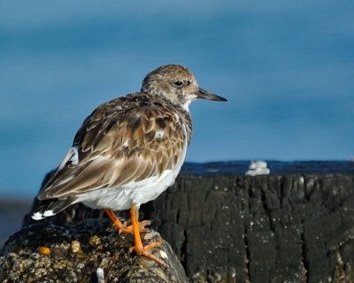 Ruddy Turnstone