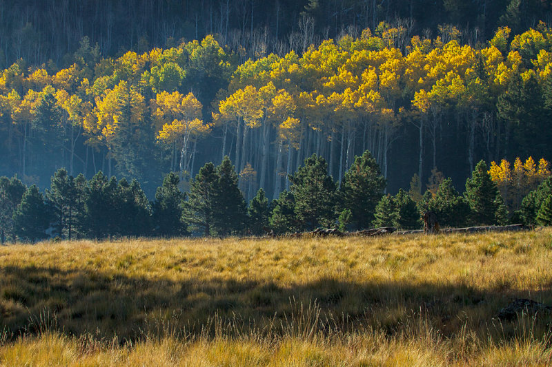 Lockett Meadow, Flagstaff