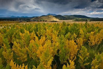 Hart Prairie - Flagstaff