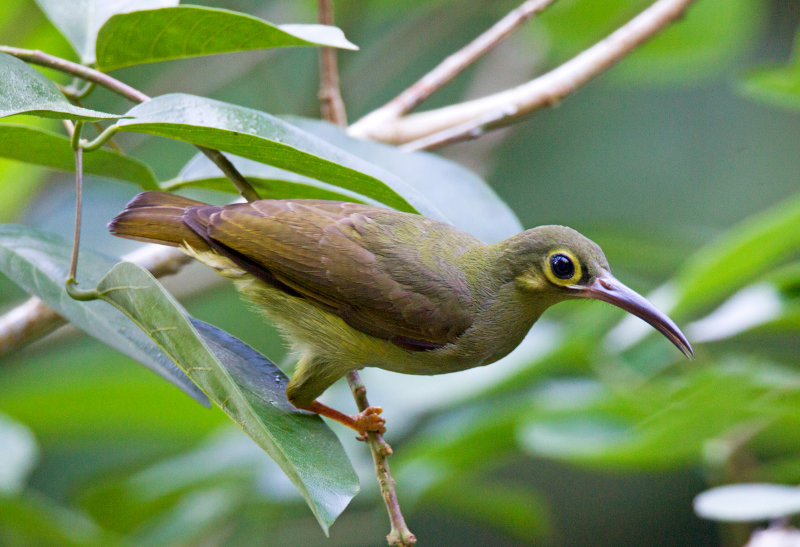 Spectacled Spiderhunter