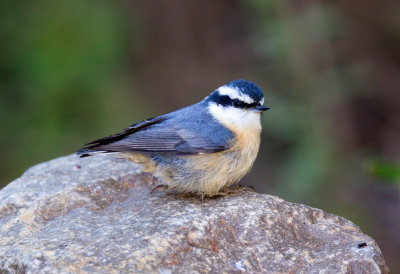 Red-Breasted Nuthatch (female)