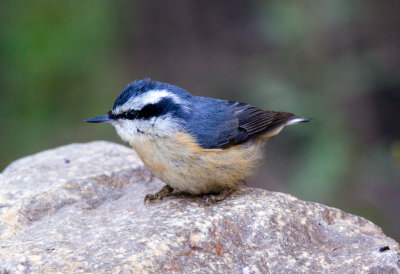 Red-Breasted Nuthatch (female)