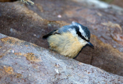 Red-Breasted Nuthatch (female)