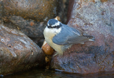 Red-Breasted Nuthatch (female)