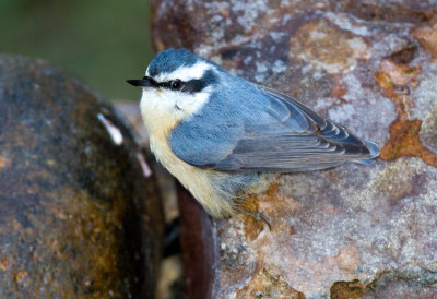 Red-Breasted Nuthatch (female)