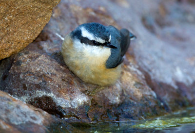 Red-Breasted Nuthatch (female)