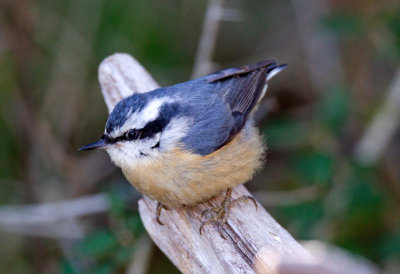 Red-Breasted Nuthatch (female)