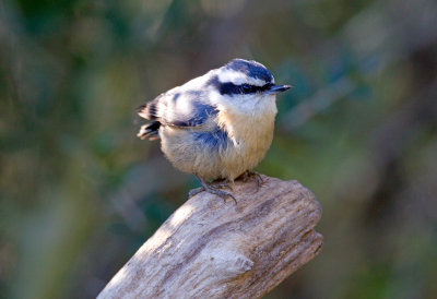 Red-Breasted Nuthatch (female)