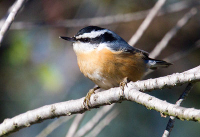 Red-Breasted Nuthatch (male)