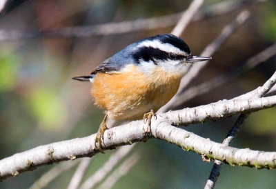 Red-Breasted Nuthatch (male)