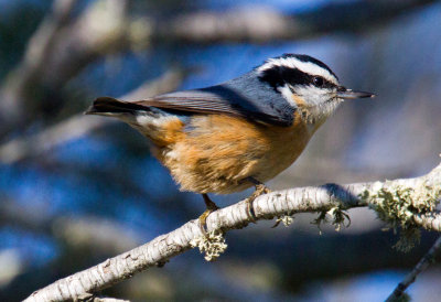 Red-Breasted Nuthatch (male)