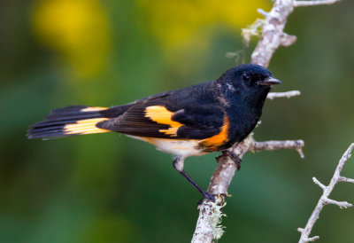 American Redstart
