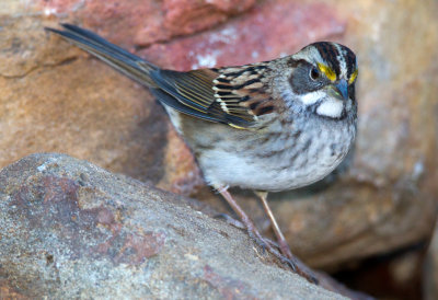 White Throated Sparrow