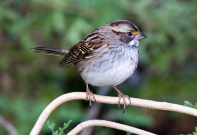 White Throated Sparrow