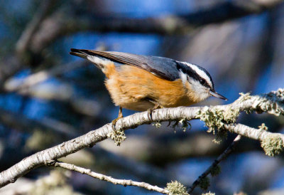 Red-Breasted Nuthatch (male)