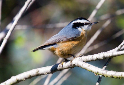 Red-Breasted Nuthatch (male)