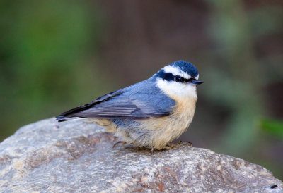 Red-Breasted Nuthatch (female)