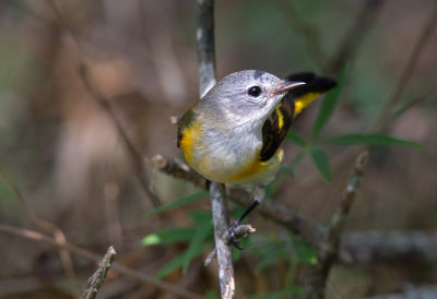 American Redstart (Female)