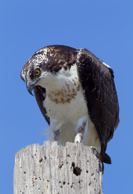 Osprey