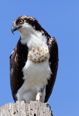 Osprey