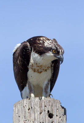 Osprey