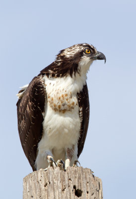 Osprey