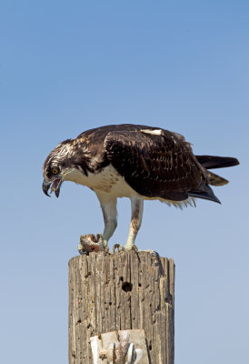 Osprey