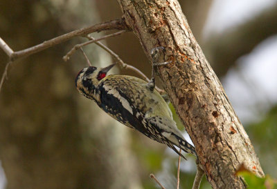 Hybrid Red Naped/Yellow Bellied Sapsucker