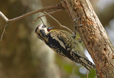 Hybrid Red Naped/Yellow Bellied Sapsucker