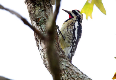 Hybrid Red Naped/Yellow Bellied Sapsucker