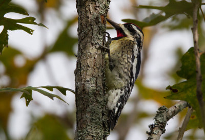 Hybrid Red Naped/Yellow Bellied Sapsucker