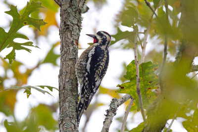 Hybrid Red Naped/Yellow Bellied Sapsucker